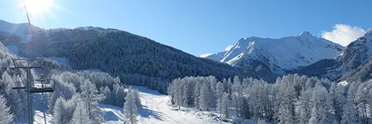 Une forêt de sapins enneigé avec en fond un paysage montagneux