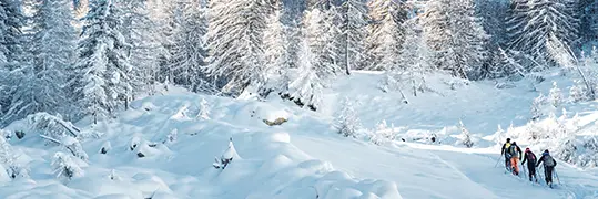 Des personnes qui se baladent à travers une forêt enneigée