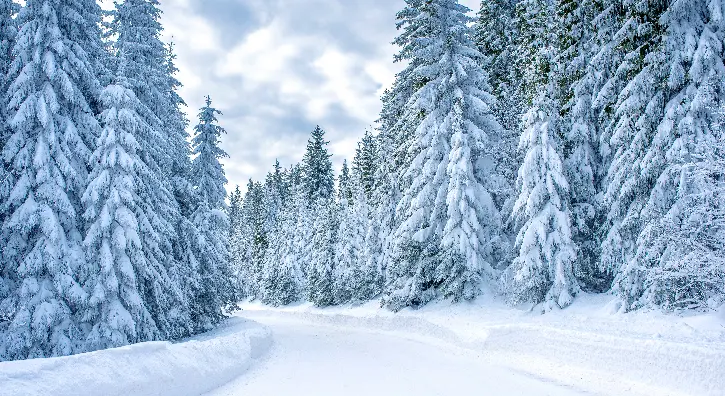 un sentier enneigé bordé de sapins