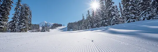 Piste de ski bordée par des sapins enneigés