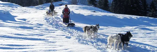 Une activité avec des chiens de traineau