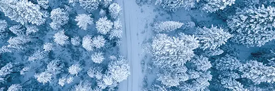 Un sentier bordé par des sapins enneigés