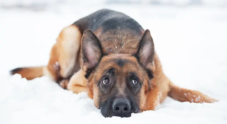 Un chien couché dans la neige