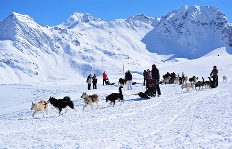 Activité chiens de traineau
