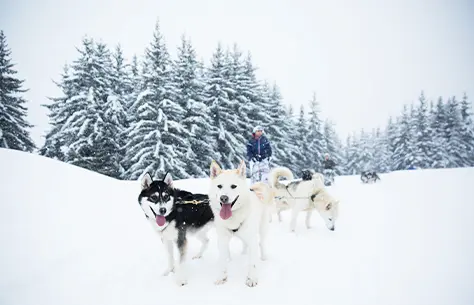 chiens de traineau