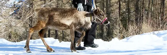 animal des montagnes