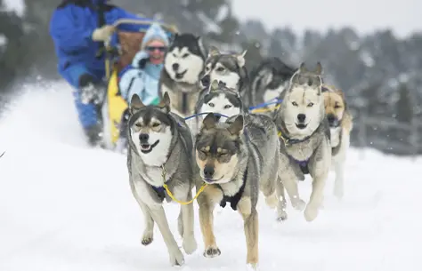 Des chiens qui tirent un traineau