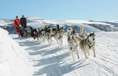 Des chiens qui tirent un traineau