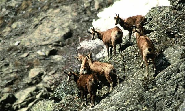 Résidence Le Cimotel - Serre Chevalier 1400 - Villeneuve