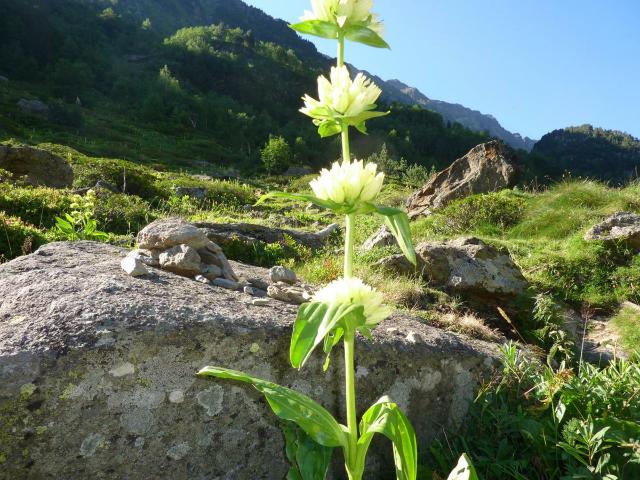 Appartement Bleu Thermal - Ax les Thermes