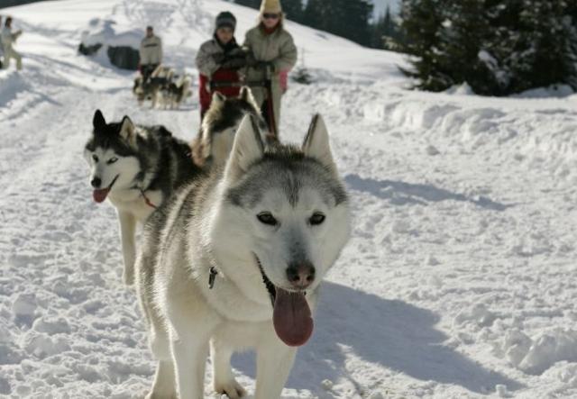 Appartement Le Mont Blanc A - Les Carroz d'Araches