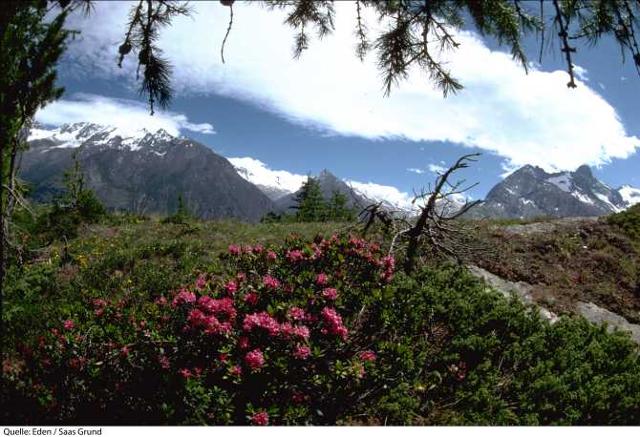 Hotel Eden - Saas - Grund
