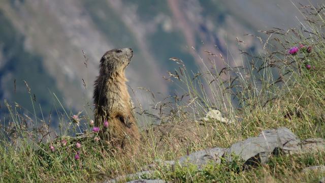 Appartements Hameau 5 105 - SPA & PISCINE appartement 4 pers - Orelle - Val Thorens