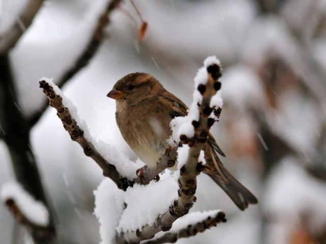 Résidence LES ROITELETS - Font Romeu - Pyrénées 2000