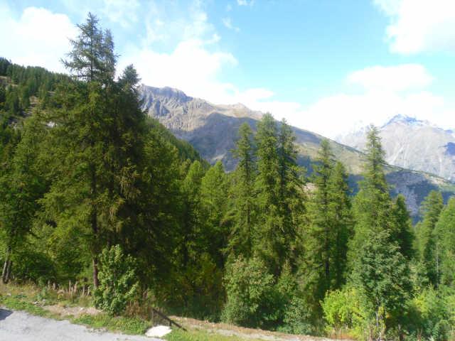 Orée du bois 35301 - Puy Saint Vincent