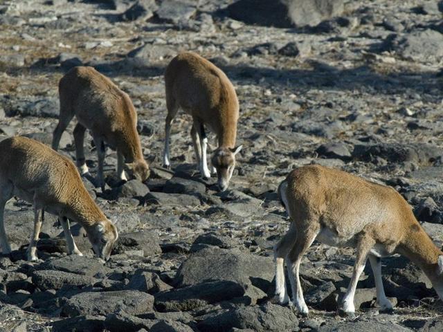 Résidence MOUFLONS CHEVREUILS - Font Romeu - Pyrénées 2000