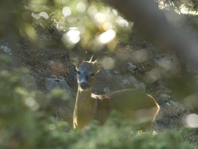 Résidence MOUFLONS CHEVREUILS - Font Romeu - Pyrénées 2000