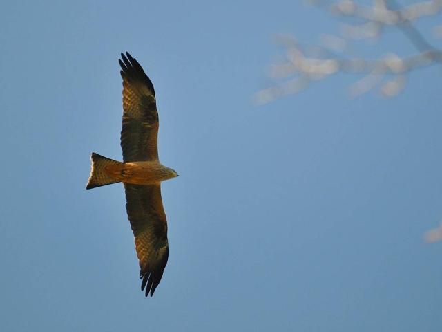 Appartement Font-Romeu-Odeillo-Via, 1 pièce, 4 personnes - Font Romeu - Pyrénées 2000