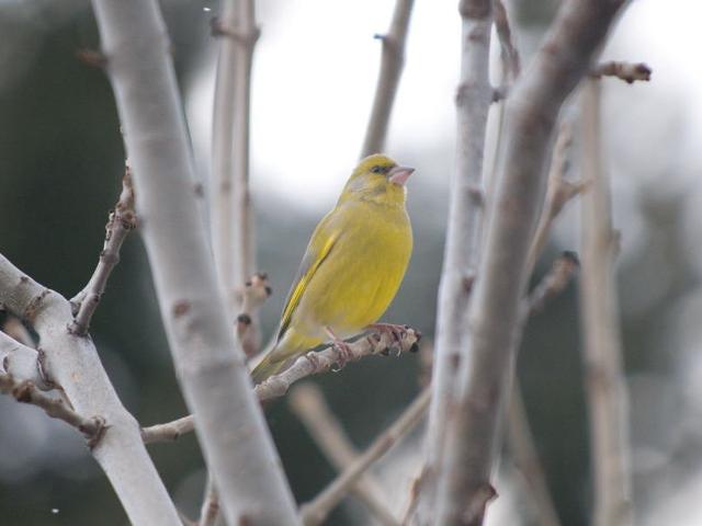 Appartement Font-Romeu-Odeillo-Via, 1 pièce, 4 personnes - Font Romeu - Pyrénées 2000