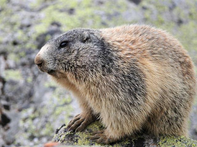 2 pièces cabine spacieux et ensoleillé - Les Pierres de Lune - Font Romeu - Pyrénées 2000