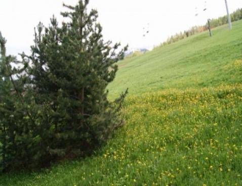 LE CHANTELOUP/301 - Plagne Montalbert