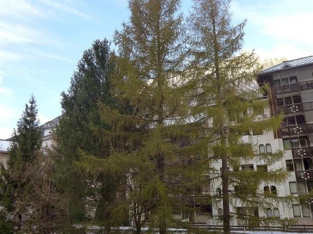 Jonquilles - Chamonix Sud