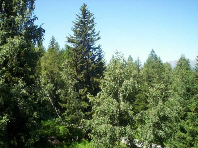 Miravidi 49277 - Les Arcs 1800