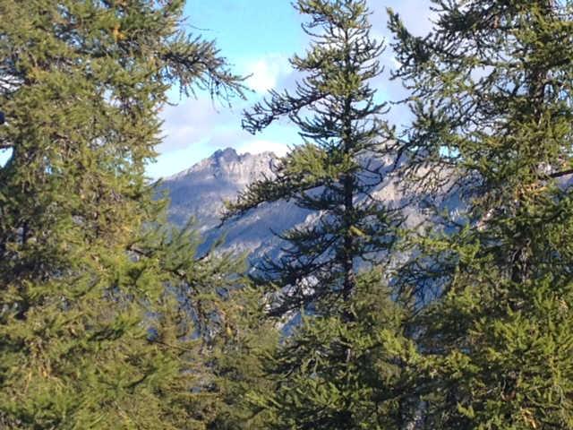 Chamois 55786 - Risoul 