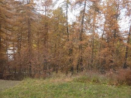 Appartement La Chamoisiere 451 - Les Orres