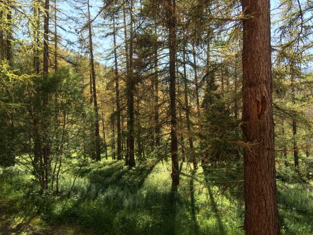 Bois du Fau 58092 - Vars