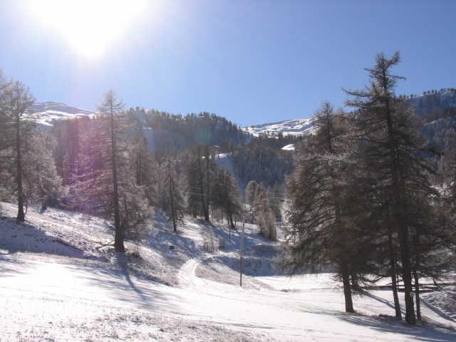 Soldanelles 58303 - Risoul 