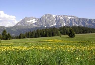 Appartement Les Dauphins - Chamrousse