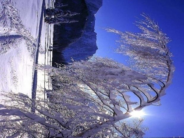 LES CYTISES - Chamrousse