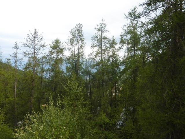 Appartement Les Myosotis 601 - Les Orres