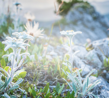 Floraison en Altitude

