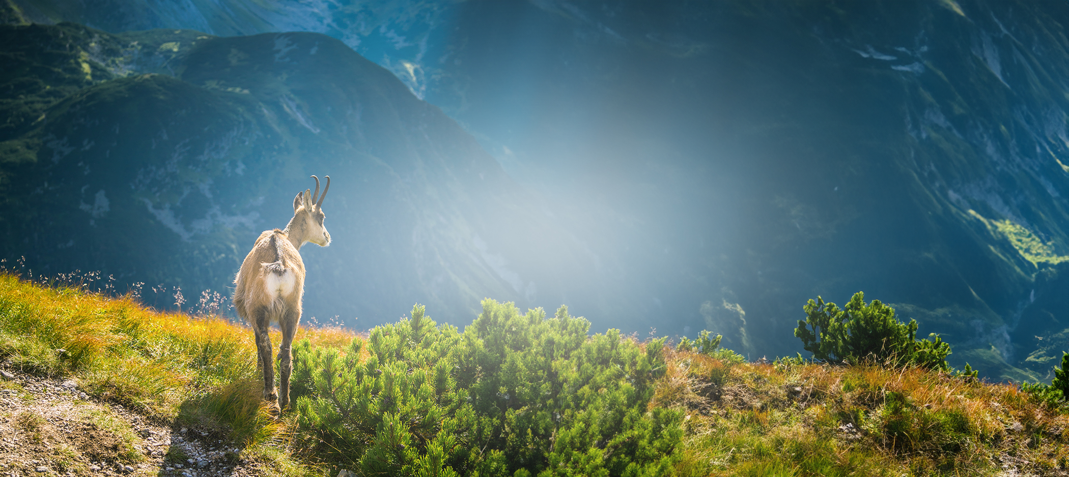 Animaux Pyrénées