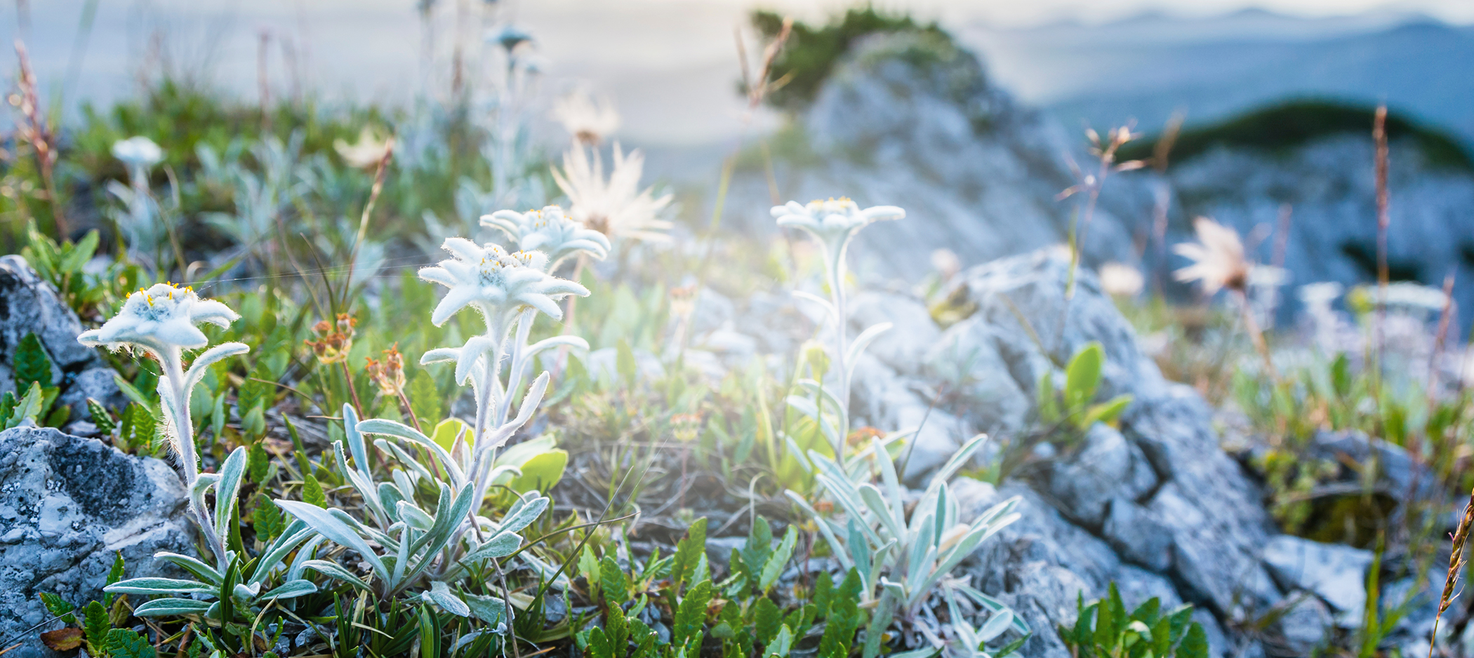 Floraison en Altitude

