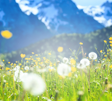 Les Fleurs Incontournables des Alpes

