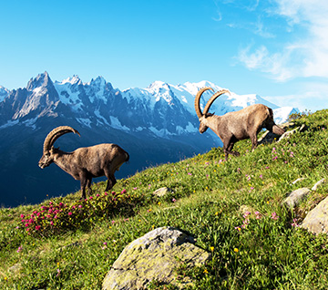 Deux bouquetins en montagne l'été