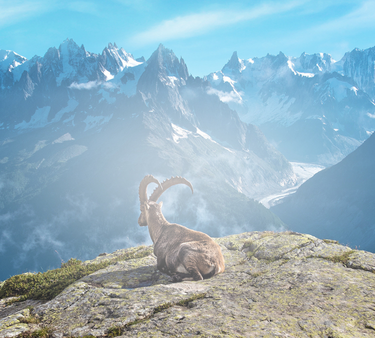 Animaux Alpes