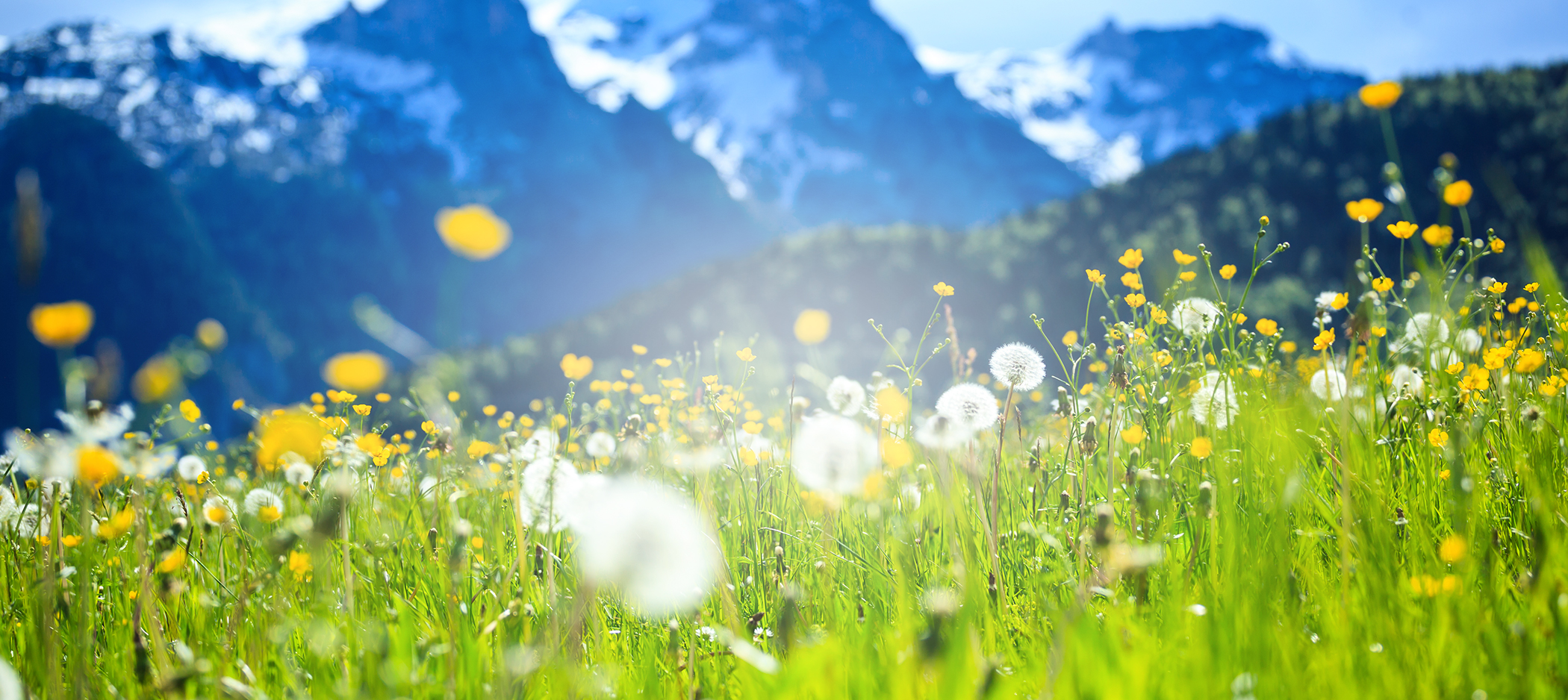 Les Fleurs Incontournables des Alpes

