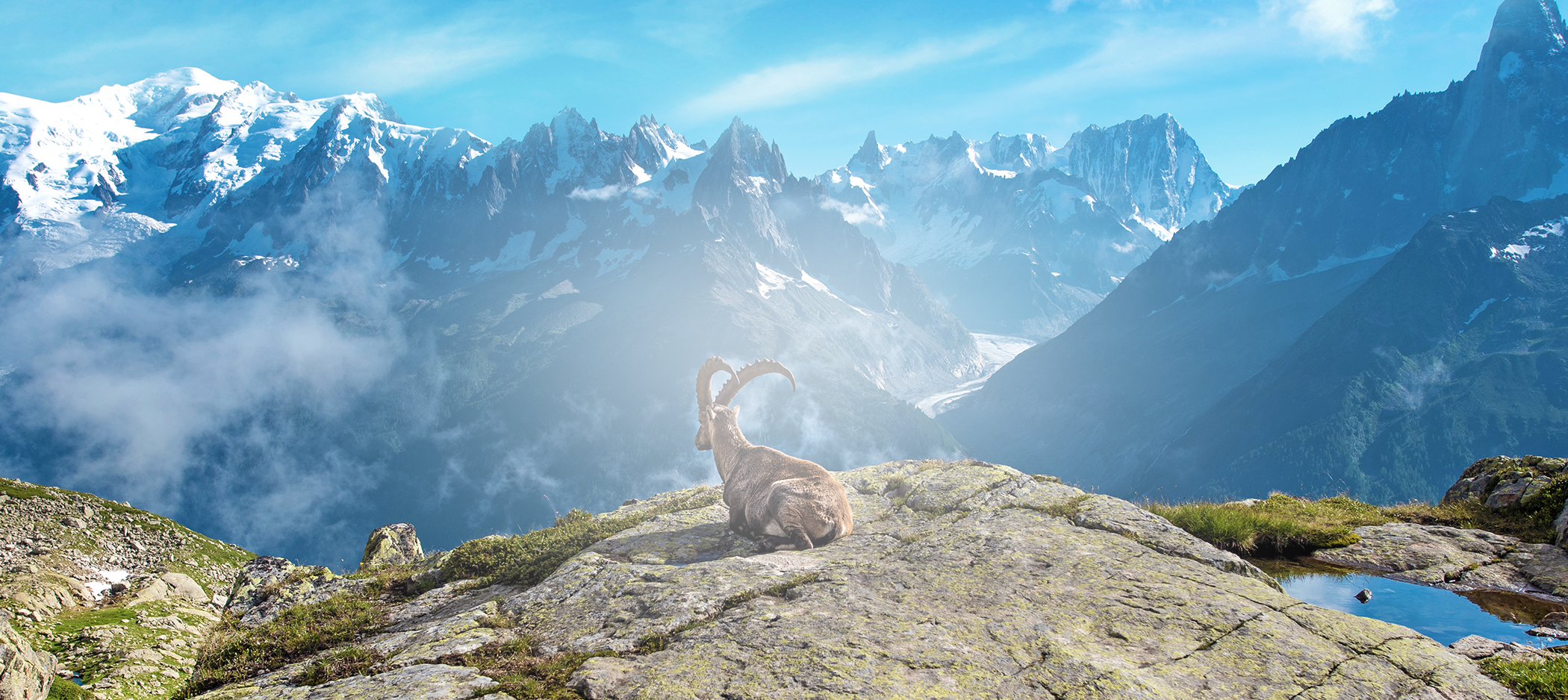 Animaux Alpes