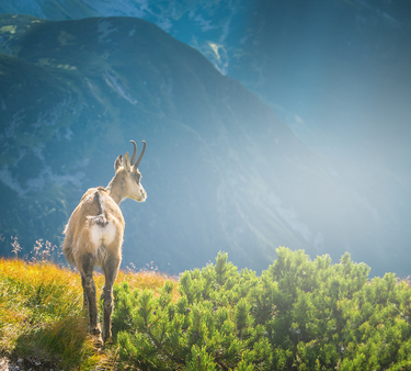 Animaux Pyrénées